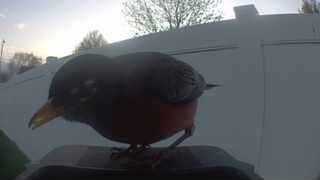 american robin