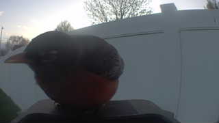 american robin