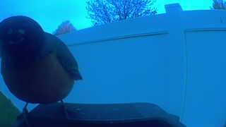 american robin