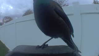 common grackle