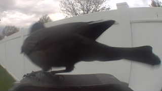 Unidentified clip
