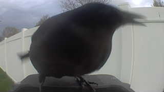 common raven