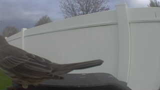 house finch