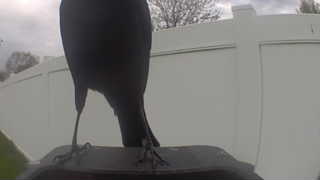 american crow