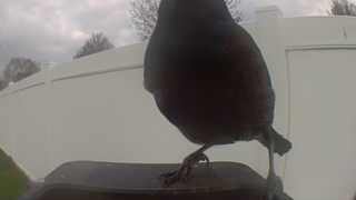 common grackle