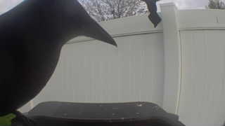 common grackle