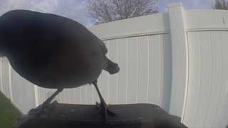 common grackle