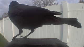 american crow