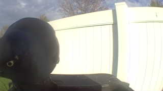 common grackle
