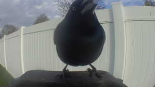common grackle