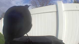 american crow