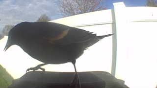 red-winged blackbird
