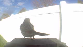 american robin