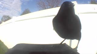 brown-headed cowbird