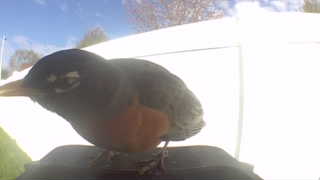 american robin