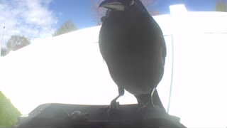 american crow
