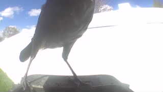 common grackle