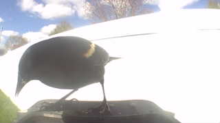 red-winged blackbird