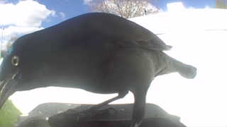 brewer's blackbird