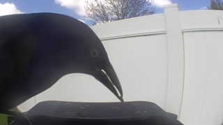 american crow
