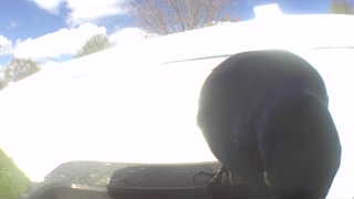 Unidentified clip