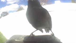 european starling