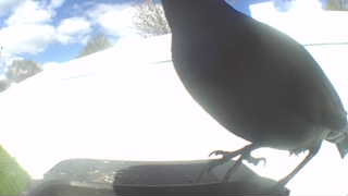 american crow