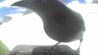 european starling