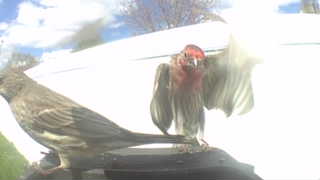 house finch