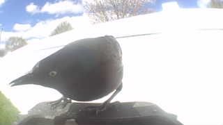 brewer's blackbird