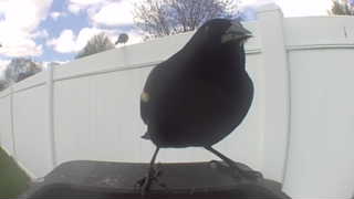 red-winged blackbird