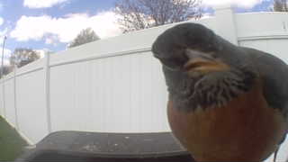 american robin