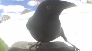 american crow