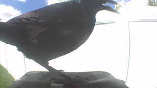 common grackle