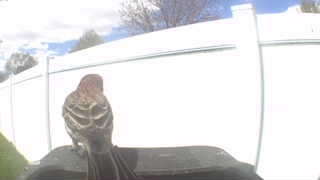 house finch