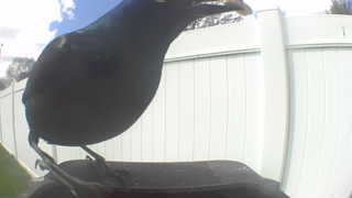 american crow
