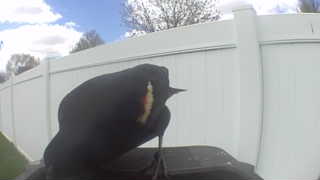 red-winged blackbird
