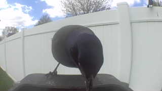 common grackle