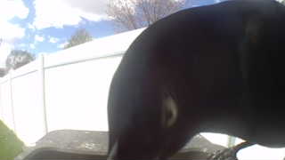 Unidentified clip