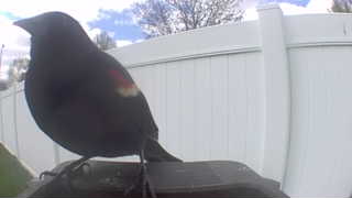 red-winged blackbird