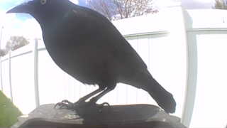 common grackle
