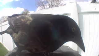 common grackle