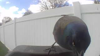 common grackle