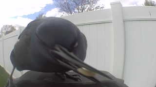 american crow