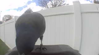 american crow