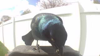 common grackle