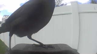 common grackle
