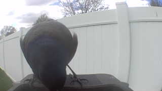 common grackle