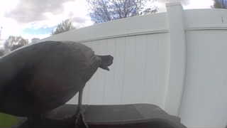 common grackle