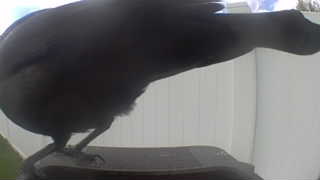 american crow